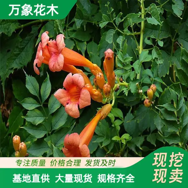 供应中华凌宵 花镜花坛配植绿化造景工程苗 园林观赏花卉