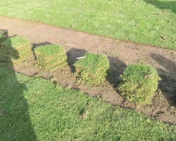 成都汇美绿化草坪-百慕大草坪-马尼拉草坪-耐践踏果岭草草皮