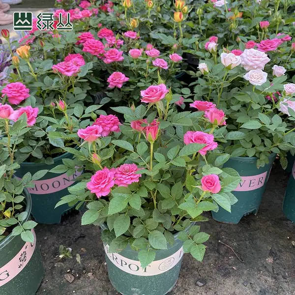 武汉绿植花卉盆栽-小玫瑰2加仑