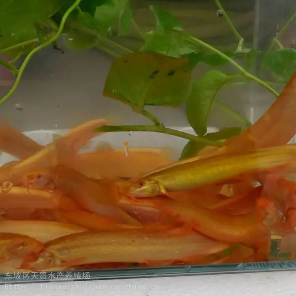 泥鳅水花苗 健康黄金泥鳅苗 生长迅速金鳅水花苗黄金泥鳅苗