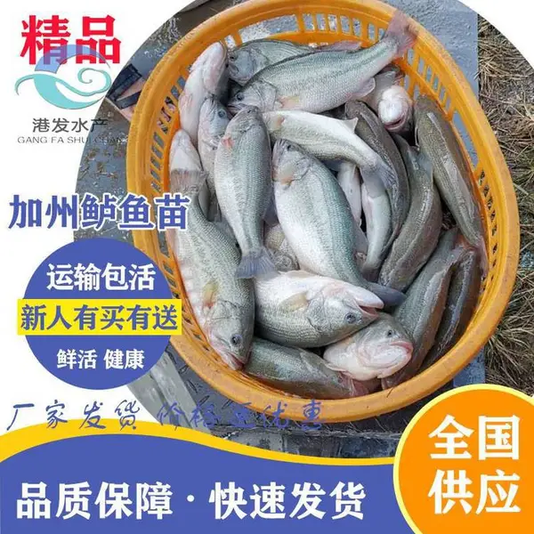加州鲈鱼苗购买 安徽明光市***鲈鱼苗 加州鲈鱼苗 海鲈鱼苗人工养殖批发