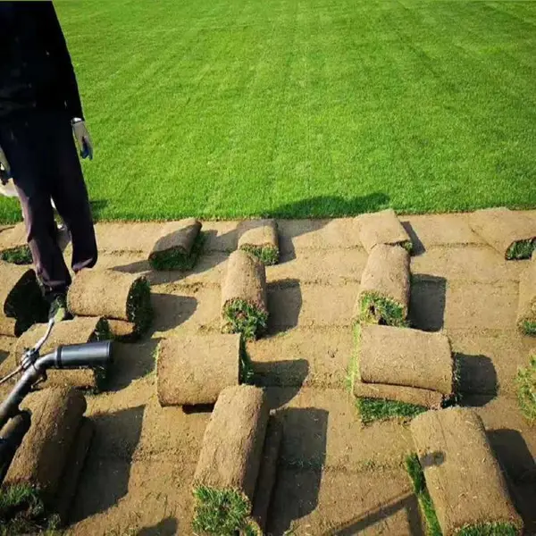 草皮真草坪带泥土剪股颖花园绿化庭院四季青草马尼拉果岭草带土