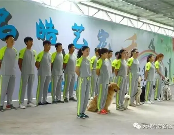 宠物狗训练学校-东方名仕(在线咨询)-河东宠物狗训练