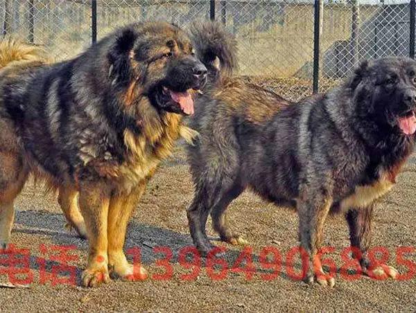 肉狗养殖 3个月肉狗种苗价格 肉狗养殖场怎么建