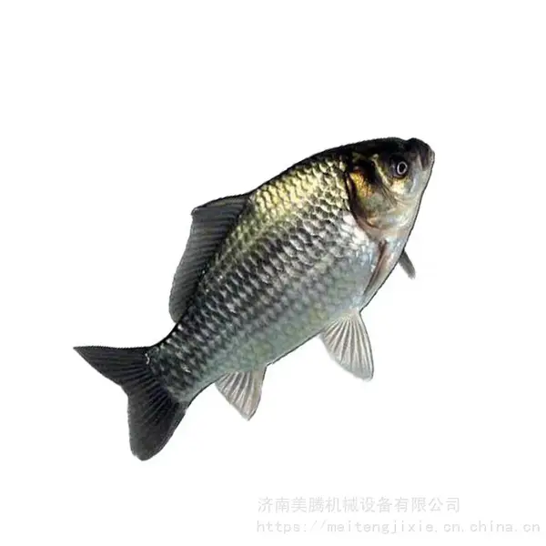 鱼饲料生产线鱼苗通用饲料草鱼饲料膨化机