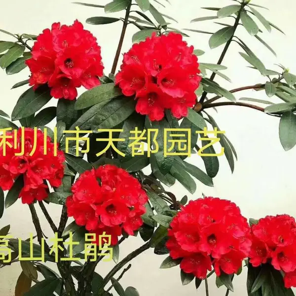 马缨杜鹃苗圃、高山杜鹃基地、天都园艺规格齐全