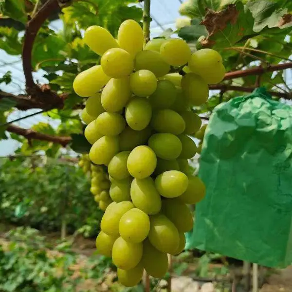 秋天清脆嫁接葡萄苗基地直发纯度保证
