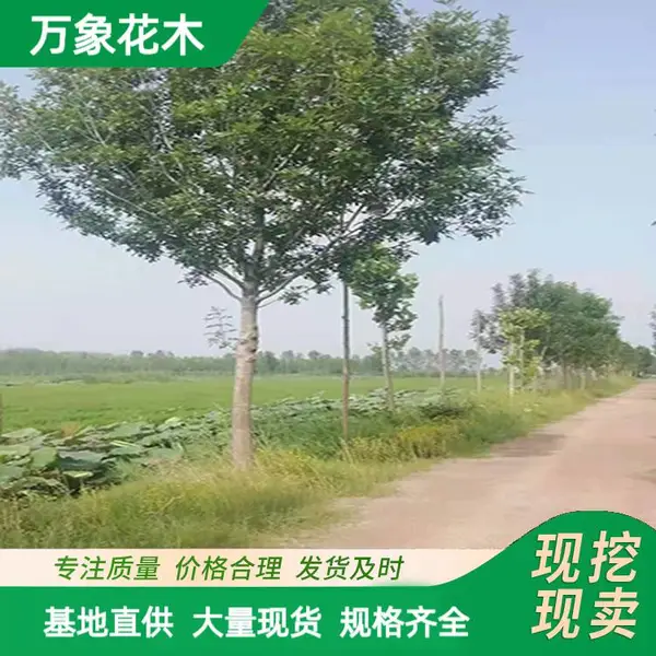 白蜡树 园林绿化造景行道树 市政新农村环境改造工程苗