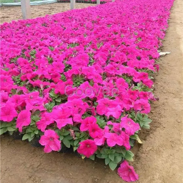 矮牵牛 矮牵牛花苗 色彩丰富 花坛花镜布置 景点庭园装饰观赏花卉