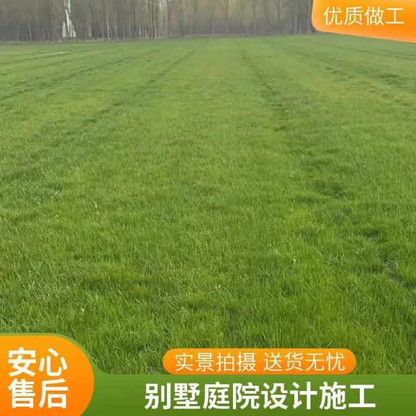 海淀早熟禾草坪小区草坪施工别墅私家花园绿化室外基地