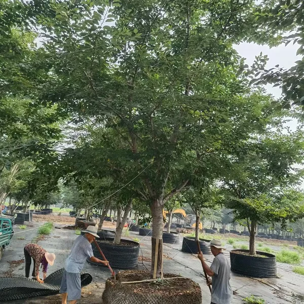 染井吉野 容器苗 樱花 早樱白花 成活*** 质量优 15公分