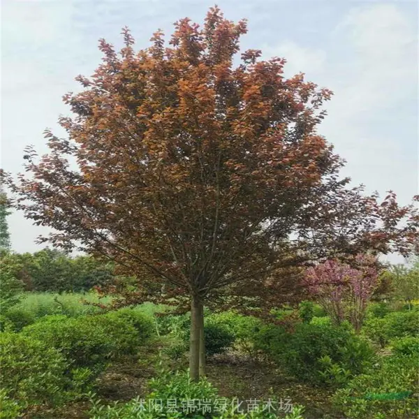 10公分紫叶李 花叶同放 四季可观 抗污染性强 城市绿化高效成景