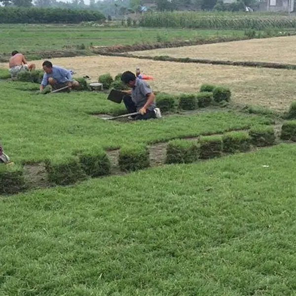 商丘春风草坪价格低(图)-护坡草坪***格-济南草坪***格