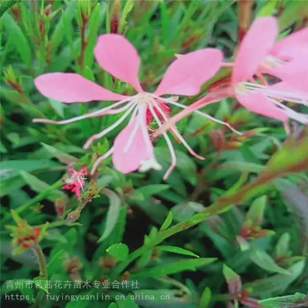 青州山桃草，山桃草育苗基地，山桃草花期