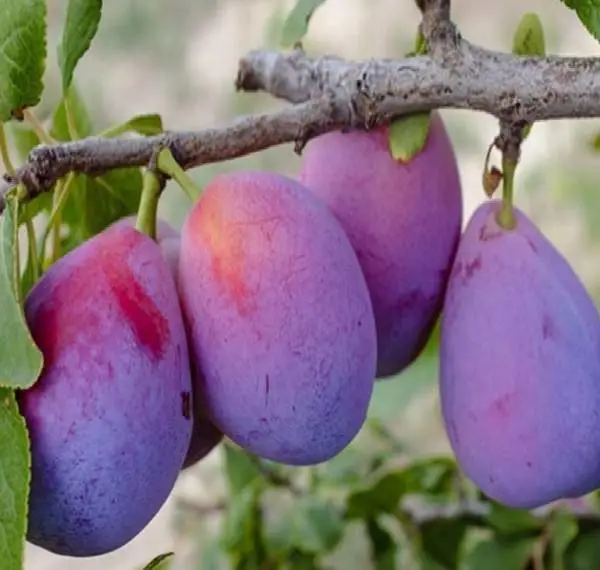 ��÷��۸� ʯ��ׯ��÷�����