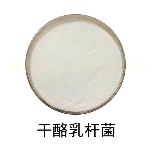 干酪乳杆菌 食品级活性乳酸菌冻干粉 益生菌粉剂散装原料100亿