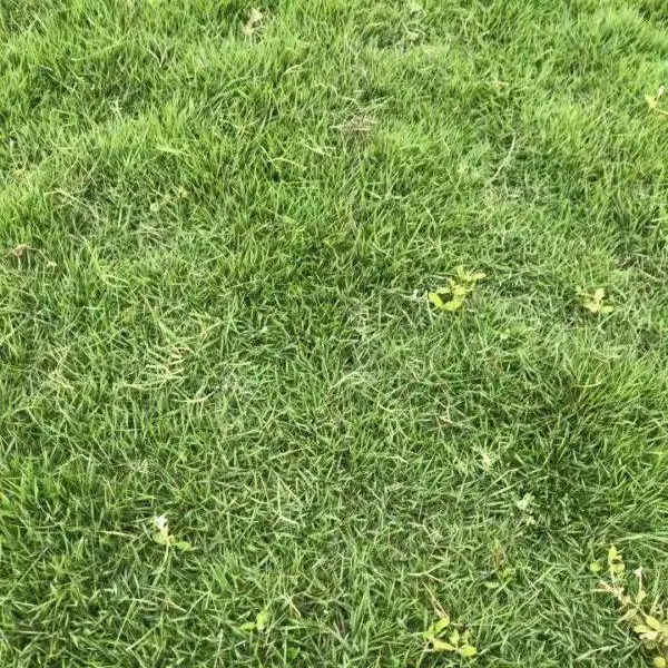 成都现起马尼拉草皮 供应各种草坪
