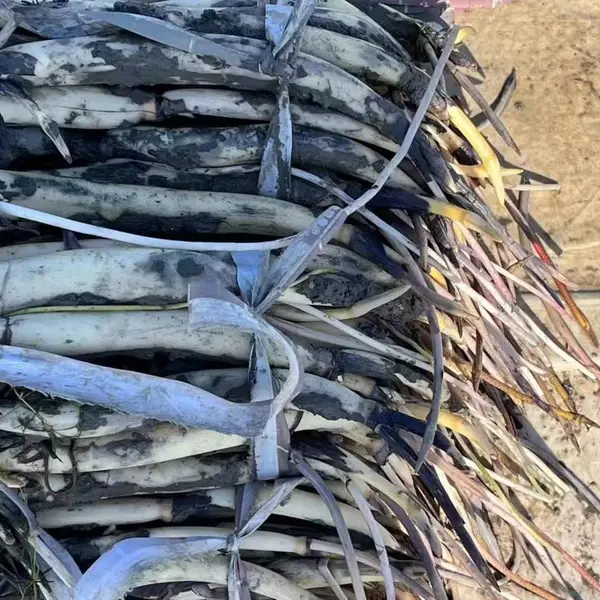 喀什水生花卉 荷花苗种植施工 池塘河道造景绿化苗 水生绿植