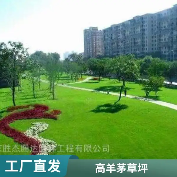 园林绿化混播草坪出售草坪铺装批发顺义