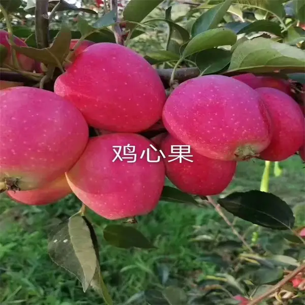 鸡心果苗种苗出售 建园用多年生鸡心果树苗 当年结果 坤朋