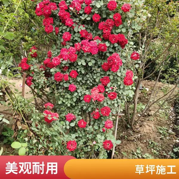 丰台屋顶花园设计混播草坪草坪基地户外