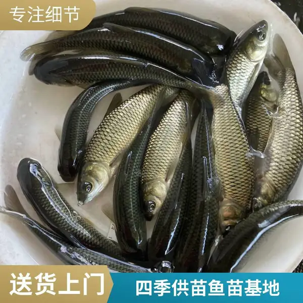 草鱼苗鲤鱼鱼苗养殖场 山东菏泽自繁自育苗 春片鱼种规格全
