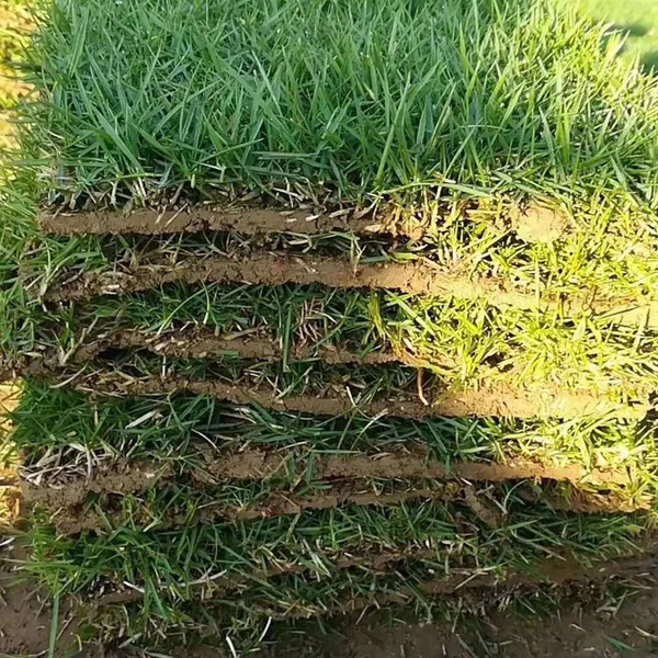湖北黄冈 马尼拉草坪 真草坪出售价格