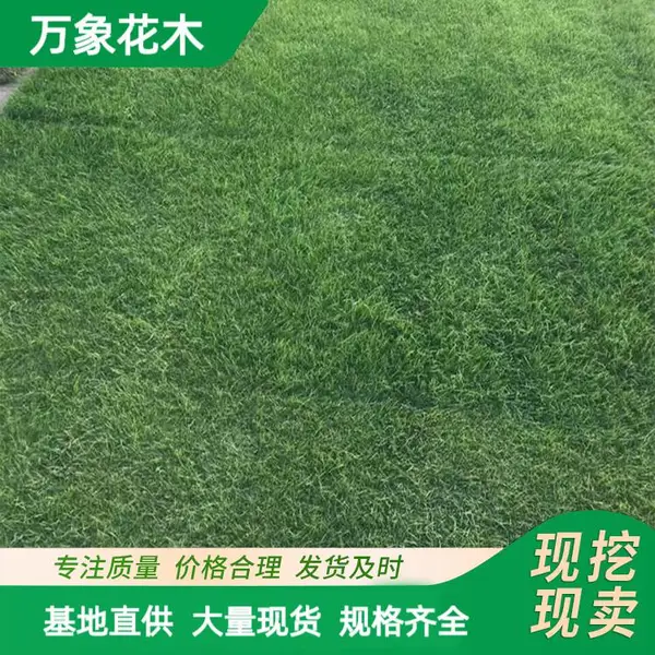 万象花木百慕大草坪草皮护坡绿化耐践踏草皮城市绿化