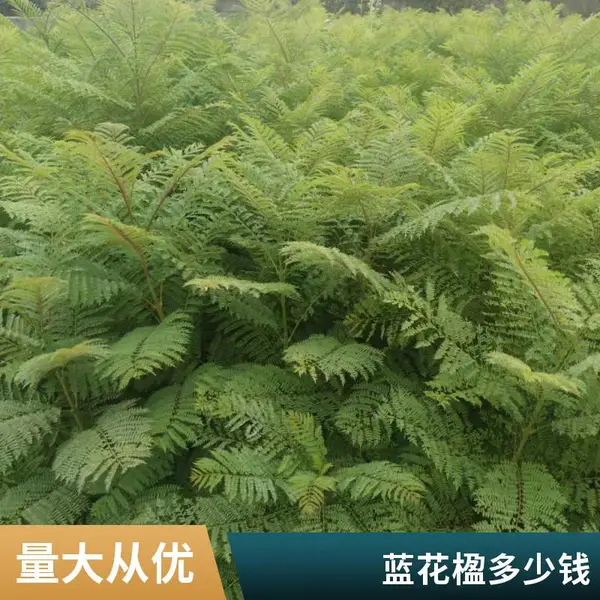 丛生蓝花楹 大型羽状复叶冠幅400cm优质苗木 庭院景观树行道树