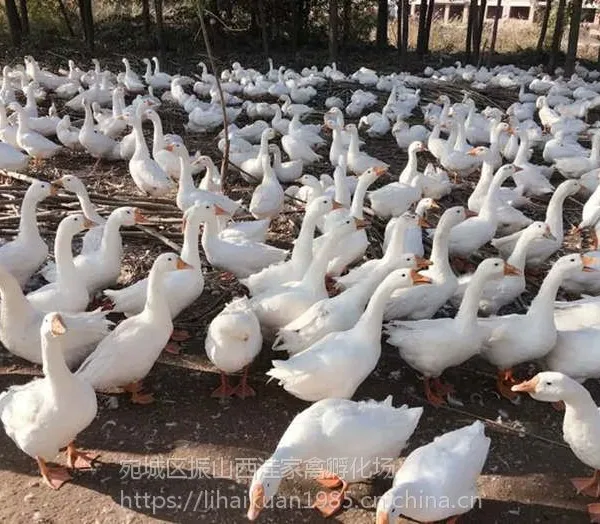 河南鹅苗孵化场,鹅苗养殖技术,鹅苗厂家