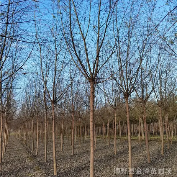 二十公分垂柳-土球完好-工程种植-远销南京徐州连云港