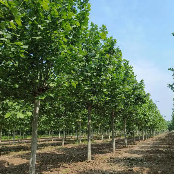 法桐18公分,三年帽截杆苗,李营产地价格是多少