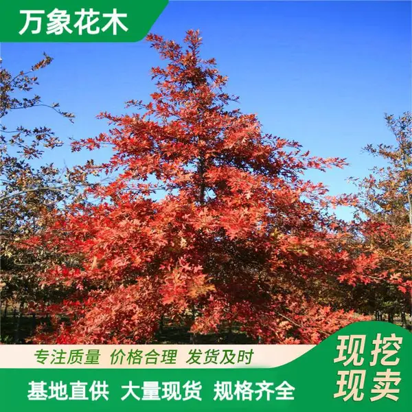 苗圃出售北 美红橡树新品种欧洲红栎 变色好 绿化工程苗