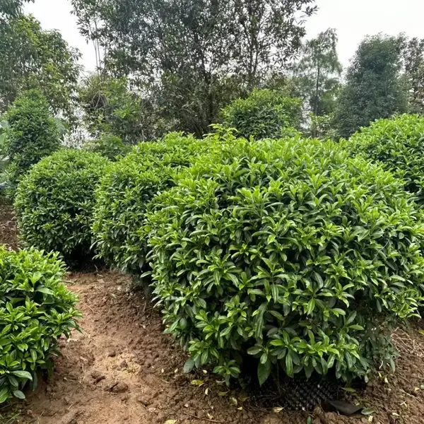 非洲茉莉 灰莉1.8-2米高低价处理工程绿化苗