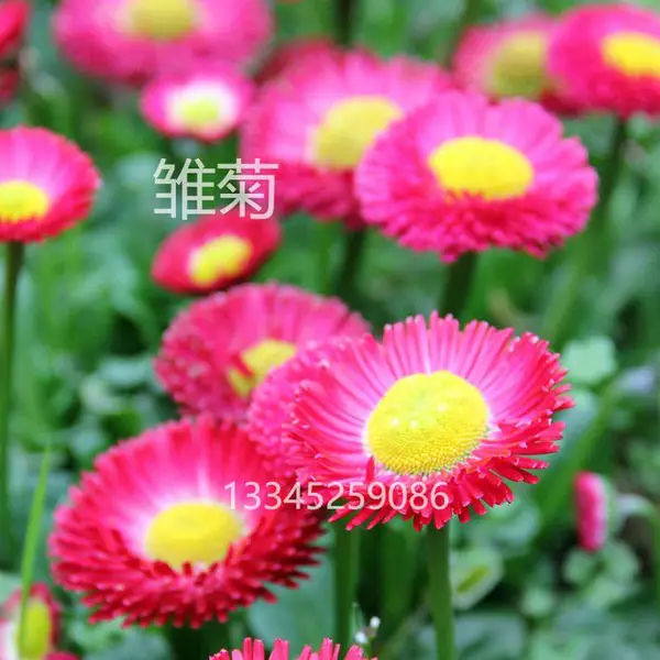 春季花卉批售 山东春季花卉供货 春季时令草花 春季栽种花卉 工程苗