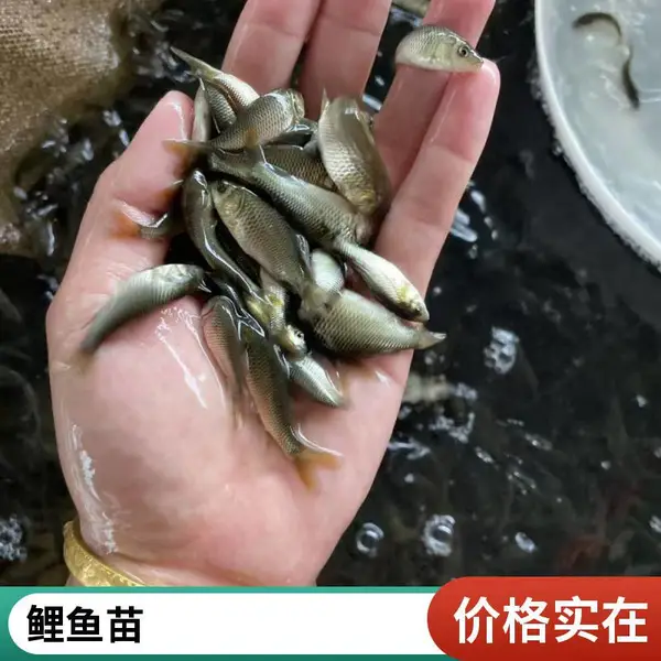 鲤鱼苗 鲤鱼水花苗 源头繁育基地供货 可配套全套养殖技术指导
