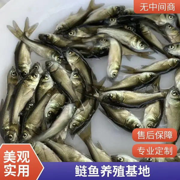 山东泰安本地花鲢苗白鲢鱼苗养殖场花鲢鳙鱼苗白鲢鲢鱼苗产地直销