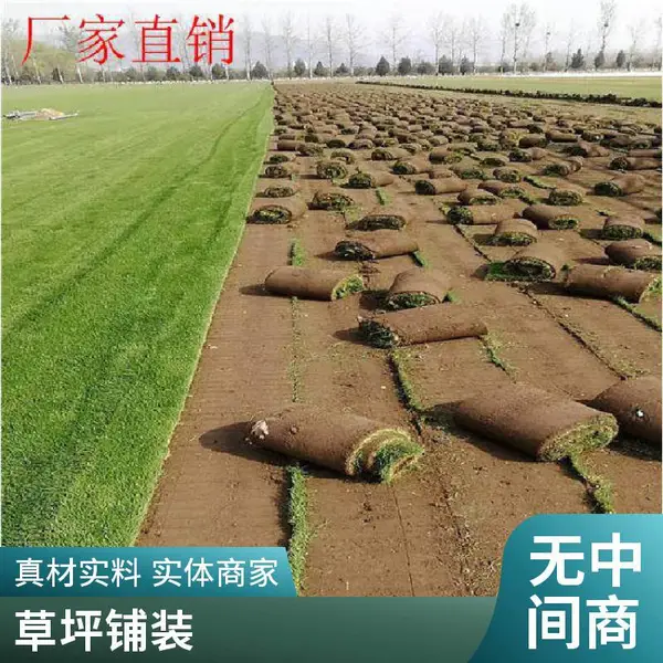 通州屋顶花园绿化高羊茅草坪施工别墅花园设计草坪基地户外