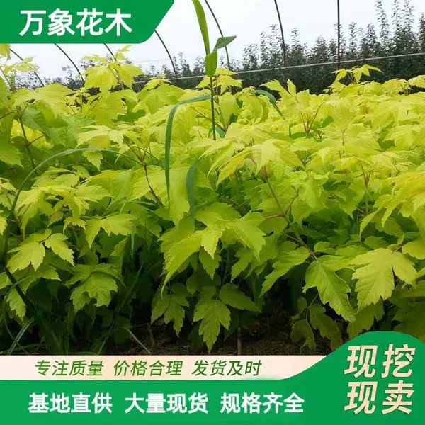 苗圃出售 金叶复叶槭 园林小区造景植物 道路色块绿篱