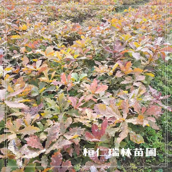 辽宁柞树苗,蒙古栎苗,橡树苗