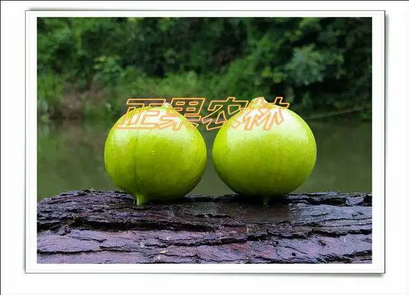 专业供应精选光皮桐种子