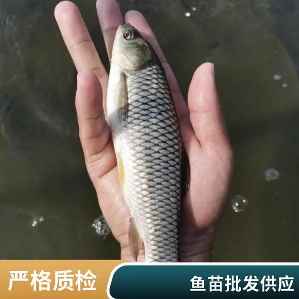 潍坊本地草鱼苗鲤鱼鱼苗养殖场鲤鱼苗草鱼苗按尾销售,支持打包