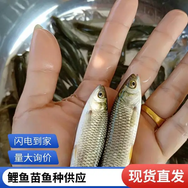 山西吕梁草鱼鱼种晋中鲤鱼鱼苗养殖场供应适合大水面投放
