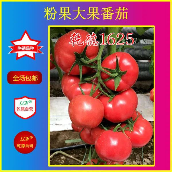 乾德1625、粉果番茄种子、早熟品种、早春品种番茄种子