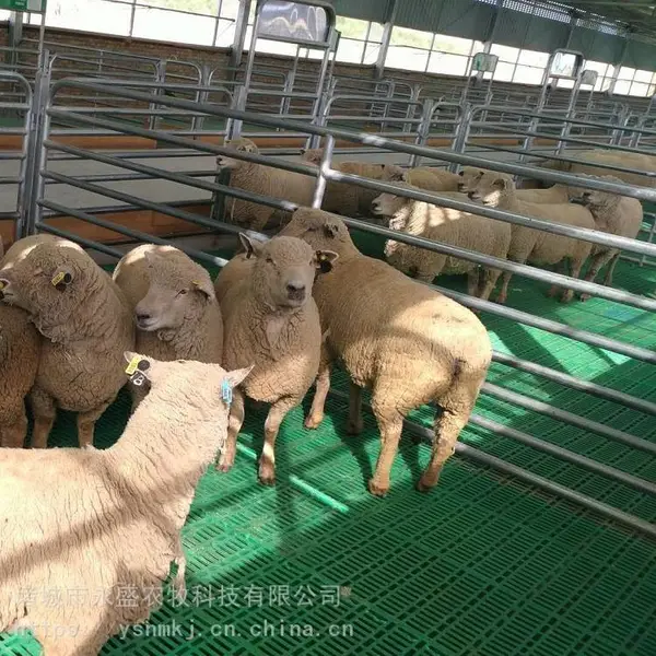 羊塑料养殖网床 羊漏粪板 羊舍网床 坚固羊漏屎板
