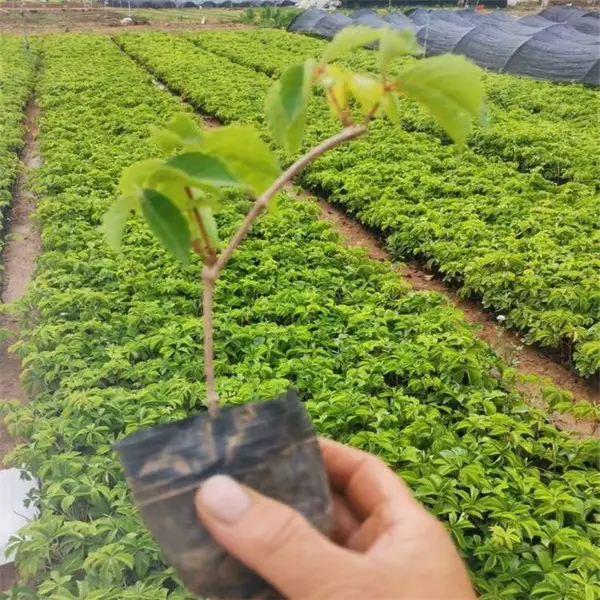 ��Ҷ�ؽ� ȫ������ һ�ֻ�Դ �޲��溦 ���ͻ���