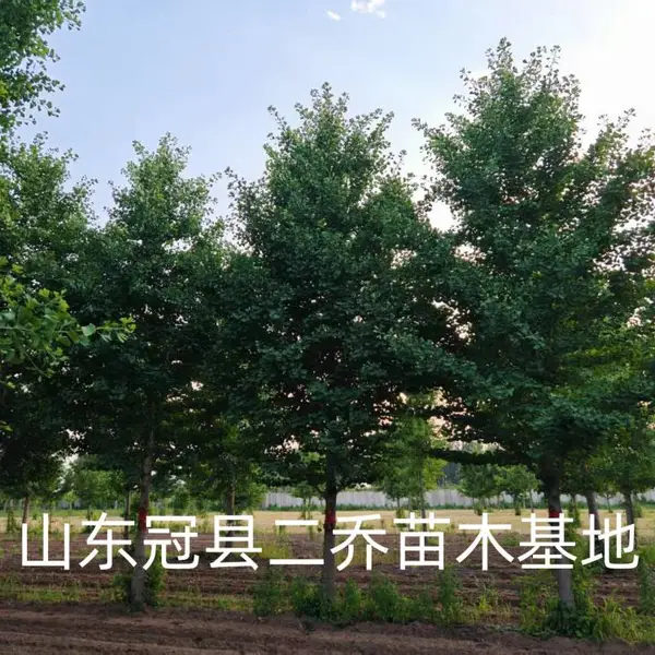 6公分至15公分银杏树,聊城临清市原生冠银杏树基地,银杏树产地报价,山东聊城银杏树