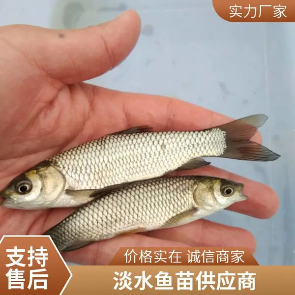 泰安本地草鱼苗鲤鱼苗鱼苗场规格多样水库池塘通用支持物流发货