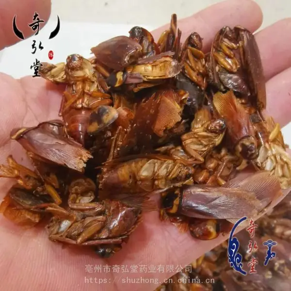 奇弘堂蟑螂产地今日