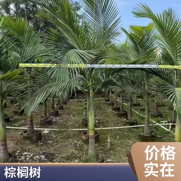 地径35公分 狐尾椰子 风景树 基地供应规格齐全 景兴园林